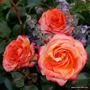 METEOR (floribunda)